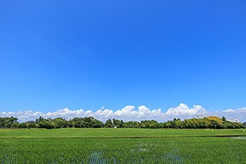 【精米时期2026.5～7】【精米】 千葉県産 無洗米 ふさこがね 5kg