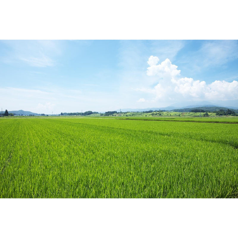 精米时期2026.6】パールライス 山形県産 白米 つや姫 5kg 令和7年産