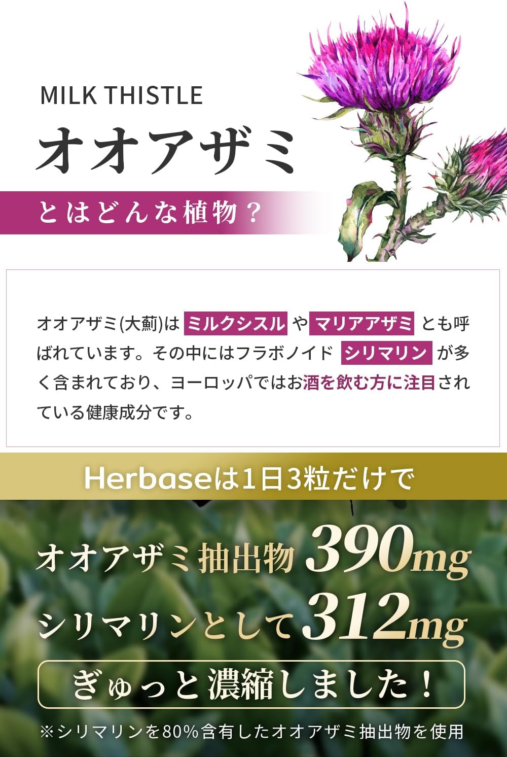 【賞味期限：2027.2】大薊 ミルクシスル (シリマリン) サプリ 180粒/60日分 （ミルクシスル抽出物23400mg シリマリン18720mg クルクミン2700mg 高配合） オオアザミ マリアアザミ ウコン 国産 日本製 milk thistle silymarin サプリメント Herbase（ハーベ―ス）