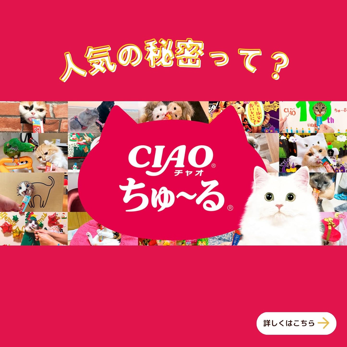 チャオ (CIAO) ちゅ~るグルメ バラエティ 60本 猫用おやつ