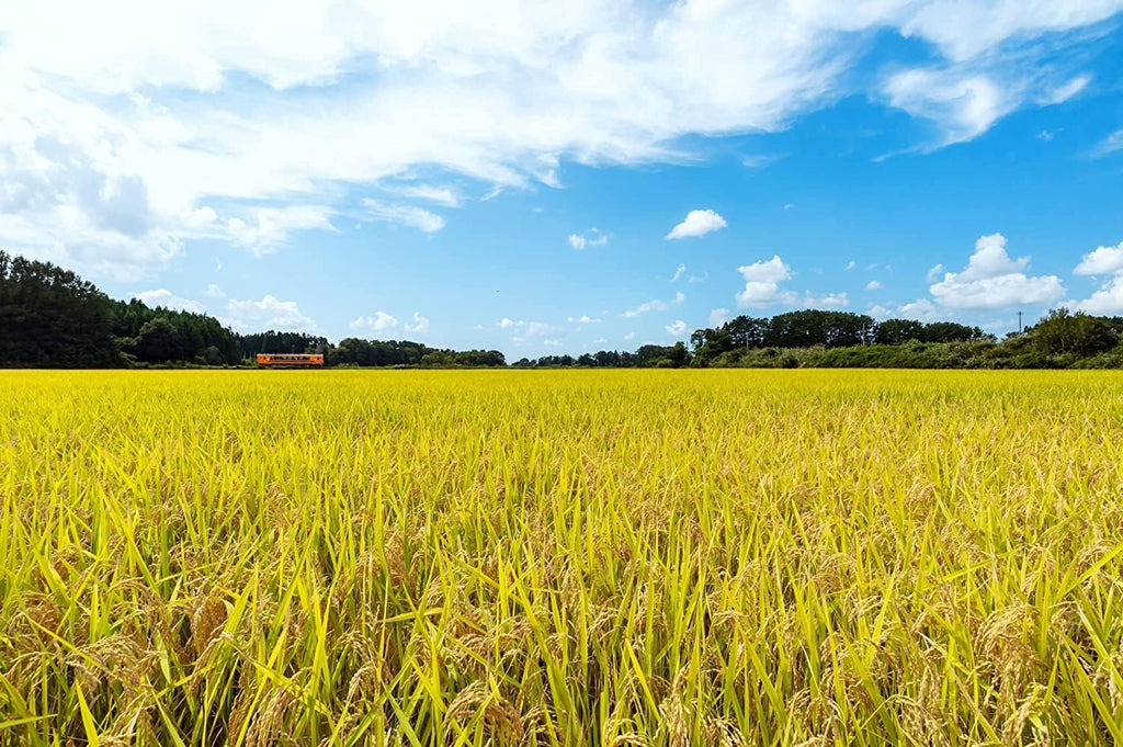 【精米时期：2026.5.上旬】パールライス 白米 青森県産はれわたり 5kg 令和7年産