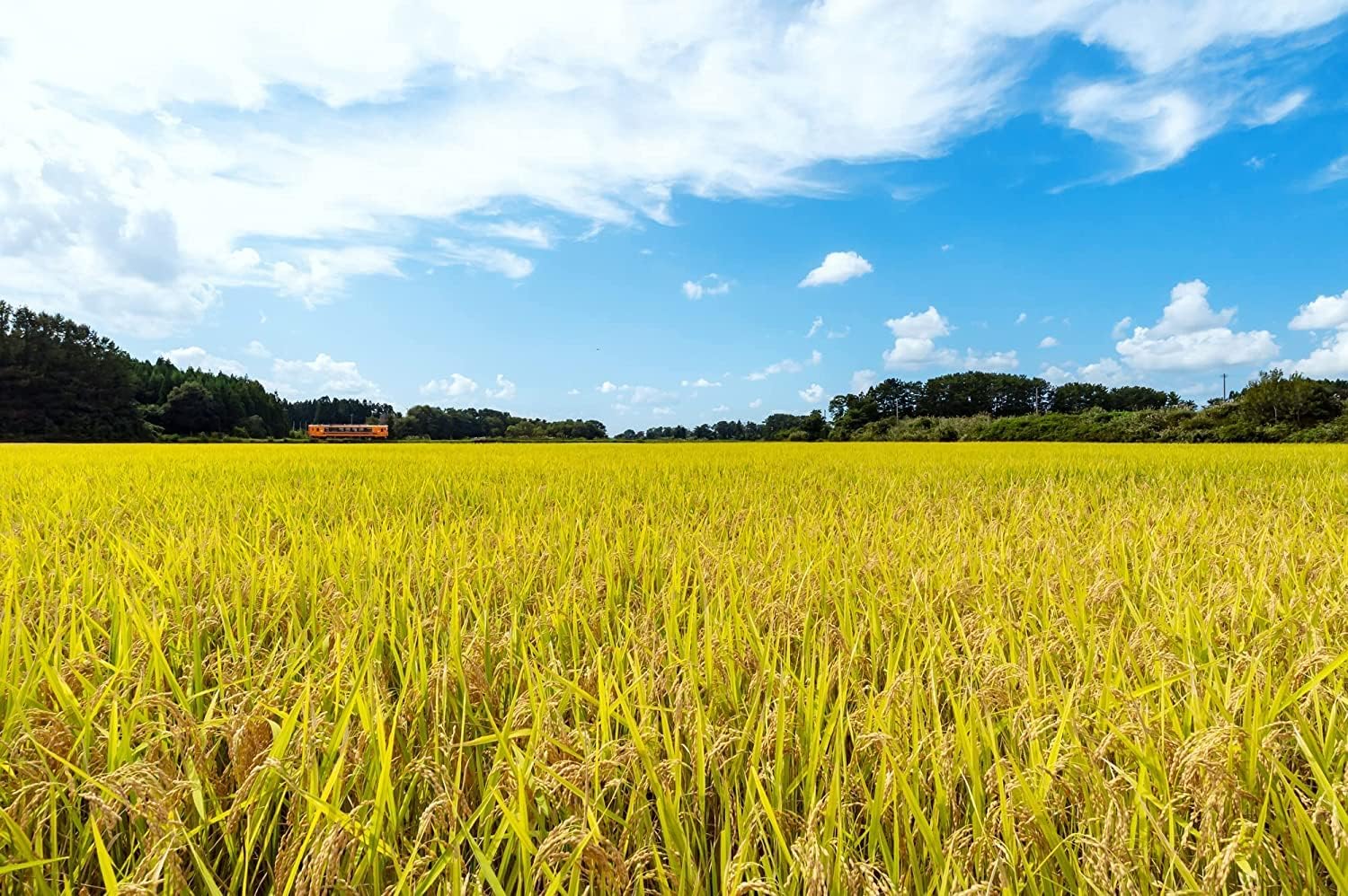 【精米时期：2026.5.上旬】パールライス 白米 青森県産はれわたり 5kg 令和7年産