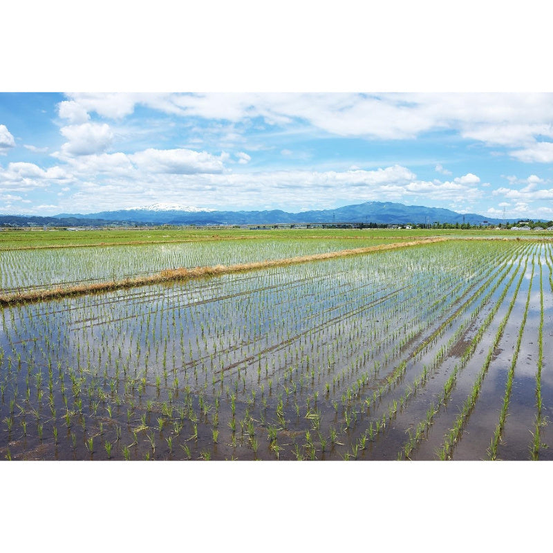 精米时期2026.6】パールライス 山形県産 白米 つや姫 5kg 令和7年産