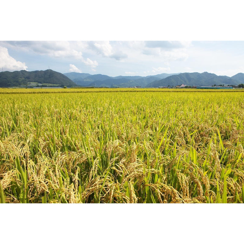 精米时期2026.6】パールライス 山形県産 白米 つや姫 5kg 令和7年産