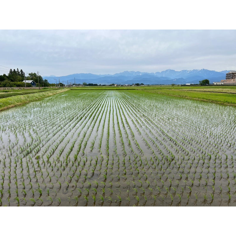 【精米日2026年2月中旬～2026年2月下旬】パールライス 生産者限定 富山県産 白米 関野さんのコシヒカリ 5kg 令和7年産　